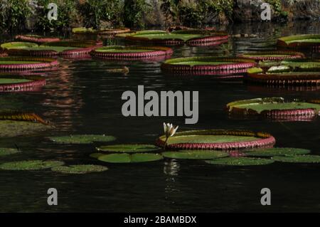 Lotus, Nymphaea alba, 2012, jardin botanique, Rio de Janeiro, Brésil. Banque D'Images