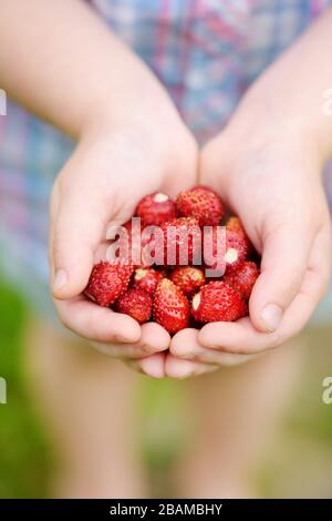 Gros plan des mains de l'enfant tenant des fraises sauvages fraîches cueillies à la ferme de fraises biologiques. Les enfants récoltent des fruits et des baies dans le jardin de la maison. Famille Banque D'Images