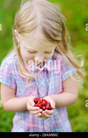 Adorable petite fille tenant des fraises sauvages fraîches cueillies à la ferme de fraises biologiques. Les enfants récoltent des fruits et des baies dans le jardin de la maison. Loisirs en famille Banque D'Images