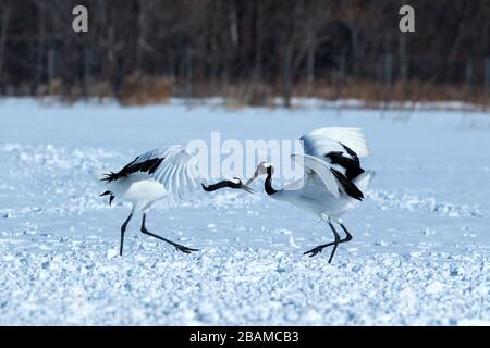 Grues à couronne rouge (Grus japonensis) avec ailes ouvertes sur la prairie enneigée, rituel de danse d'accouplement, hiver, Hokkaido, Japon, grue japonaise, beau Banque D'Images