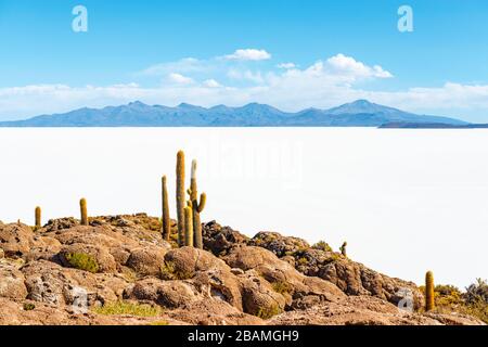 Le cactus Atacama géant (Echinopsis atacaamensis) sur l'île d'Incahuasi dans le désert plat de sel d'Uyuni, Bolivie. Banque D'Images