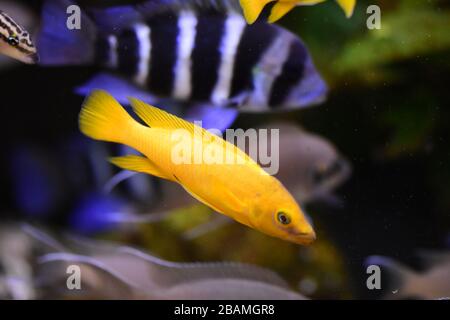 Poissons d'aquarium d'eau douce, poissons de cichlid endémiques provenant de lacs africains et de rivières sud-américaines Banque D'Images