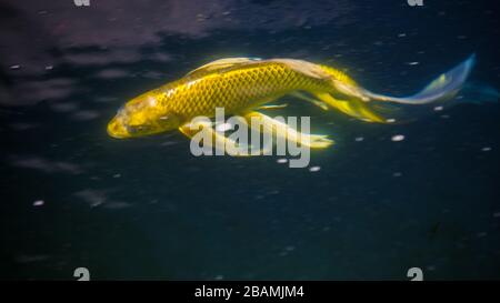 Un koï jaune dans un étang-02 Banque D'Images