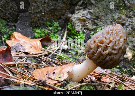 Morchella conica ou champignon morel noir dans l'habitat naturel, tige partiellement couverte par leah de hêtre sec, beaucoup d'espace de copie sur le côté gauche de l'image Banque D'Images