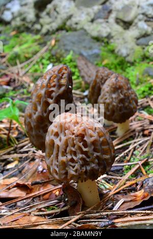 Petit groupe de cinq morilles Morchella conica ou noire, champignons du début du printemps, croissant en rangées à partir du sol de la forêt de montagne, orientation verticale Banque D'Images