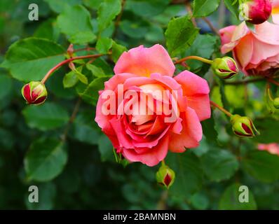 Une rose rouge ou une fleur rosa Banque D'Images