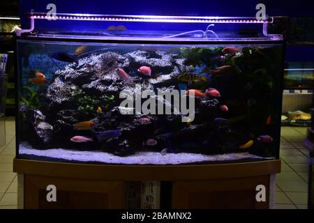 Poissons d'aquarium d'eau douce, poissons de cichlid endémiques provenant de lacs africains et de rivières sud-américaines Banque D'Images