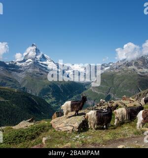 Des chèvres de montagne alpines devant la célèbre montagne de Matterhorn. Vue depuis le sentier de randonnée de cinq lacs. Banque D'Images