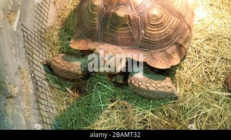 Grande tortue ancienne et lapin blanc dans une cage. Banque D'Images