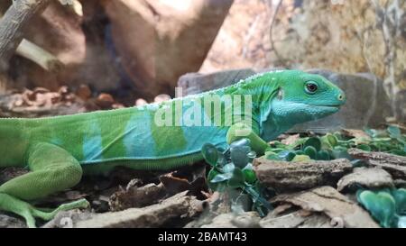 Superbe lézard bicolore à rayures, vue latérale. Banque D'Images