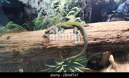 Petit lézard reposant sur un grand arbre. Banque D'Images