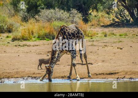 Girafe sud-africaine ou girafe du Cap (Giraffa Camelopardalis giraffa) eau potable dans le parc Kruger Banque D'Images