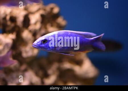 Poissons d'aquarium d'eau douce, poissons de cichlid endémiques provenant de lacs africains et de rivières sud-américaines Banque D'Images