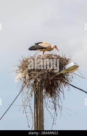 Stork nichant sur lampadaire, Caldas de Monchique spa, Algarve, Portugal Banque D'Images