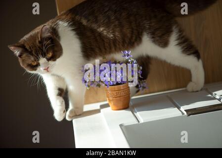 Magnifique chat de shorthair britannique et vase d'animation bleue fleurs sur la table dans kichen Banque D'Images