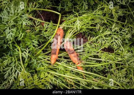 Carottes, Daucus carota subsp. Sativus avec sol, fraîchement récolté parmi les feuilles de carotte. Banque D'Images