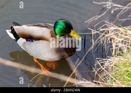 Vue de dessus près d'un canard malard debout dans l'eau, anas platyrhynchos Banque D'Images