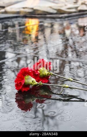 Deux chrysanthèmes rouges sur le granit noir sous la pluie. Banque D'Images