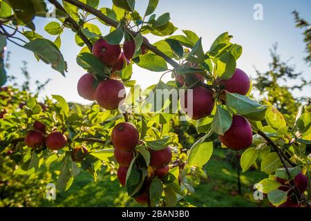 Cidre Apple Trees, Somerset, Angleterre Banque D'Images