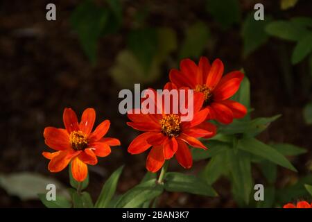 Belles fleurs orange Banque D'Images