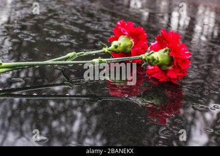 Fleurs rouges sur granit noir sous la pluie. Banque D'Images