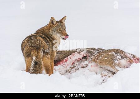 Coyote (Canis latrans) se nourrissant de carcasse de cerf de Virginie, MN, USA, par Dominique Braud/Dembinsky photo Assoc Banque D'Images