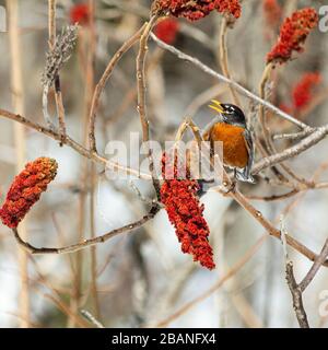 Robin Redbreast chantant dans un arbre sumac à corne de cerf au début du printemps. Banque D'Images