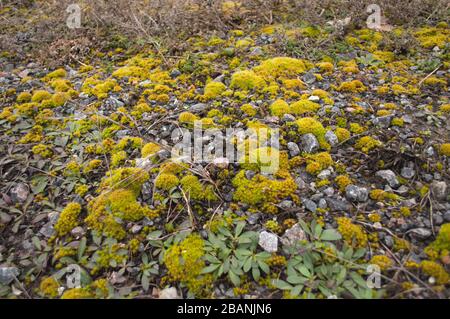 herbes et mousses jaunes-vertes sur sol rocailleux, fond végétal, conception de jardin Banque D'Images