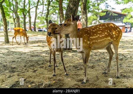 Un couple à Nara Park, Japon. Parc Nara abrite plus de 1.000 cerfs sika qui se déplacent librement dans le parc. Banque D'Images