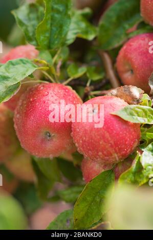 Plusieurs pommes rouges avec feuilles vertes sur l'arbre avec gouttes de rosée sous pluie Banque D'Images