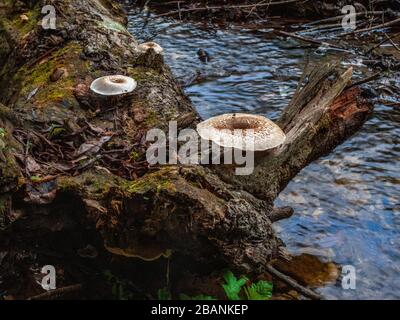 Champignons qui poussent dans la forêt.sur un tronc pourri Banque D'Images