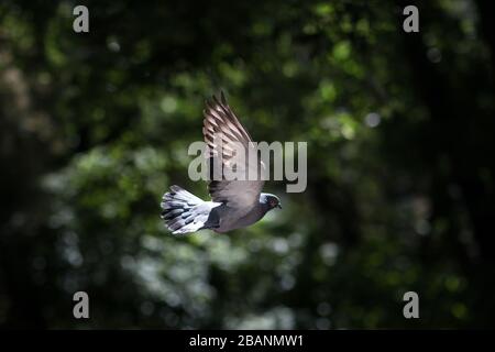 Pigeon volant contre un bokeh vert d'arbre vert Banque D'Images