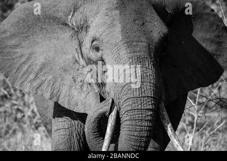 Portrait de l'éléphant d'afrique (Loxodonta) dans le parc national de la Reine-Élisabeth, en Ouganda Banque D'Images