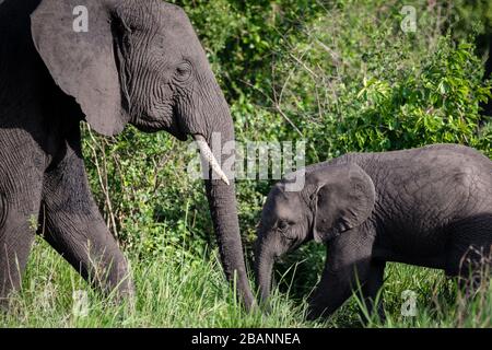 Portrait de la mère et du bébé d'éléphant d'afrique (Loxodonta) dans le parc national de la Reine Elizabeth, en Ouganda Banque D'Images