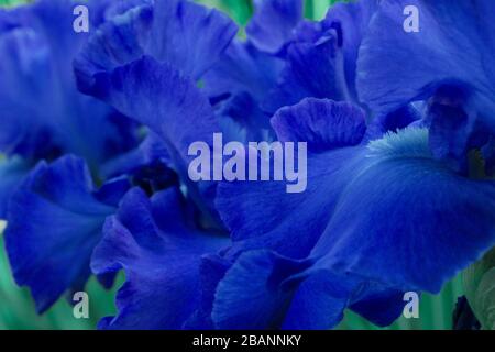 Macro gros plan fleurs bleu vif iris Banque D'Images