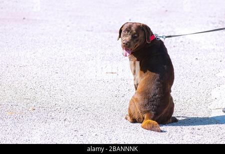 Une nouvelle tentative de récupération du chocolat au Labrador après la propagation du coronavirus ou du COVID-19 en Espagne. Banque D'Images