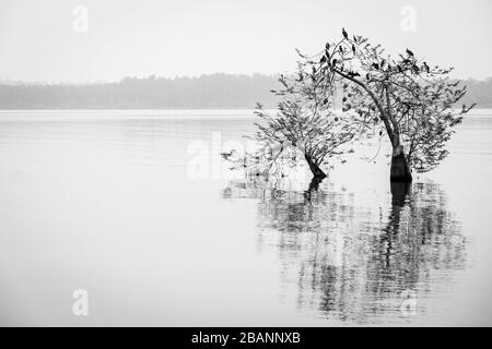 Les cormorans perch dans un arbre sur le lac Victoria, Entebbe, Ouganda Banque D'Images