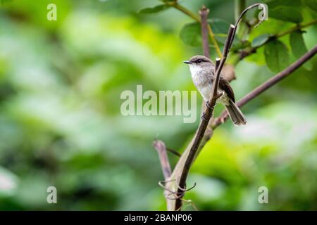 Un flycatcher marécageux dans les jardins botaniques d'Entebbe, Ouganda Banque D'Images