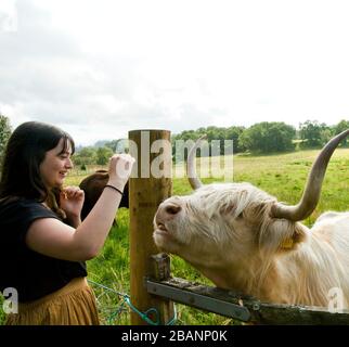 Un touriste non identifié fait la connaissance d'un 'coo de coiffure' dans les Highlands d'Écosse. Ces sympathiques bovins chiggy sont des attraction touristique. Banque D'Images