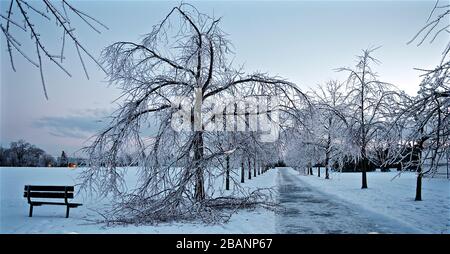 Gros plan de la fleur séchée après la tempête de verglas Banque D'Images