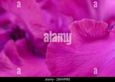 Macro gros plan fleurs rose vif iris Banque D'Images