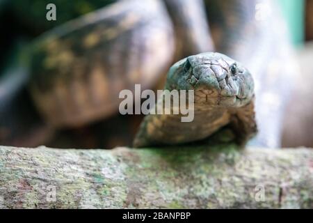 Cobra égyptienne (Naja haje) au village des Reptiles de l'Ouganda, Entebbe, Ouganda Banque D'Images