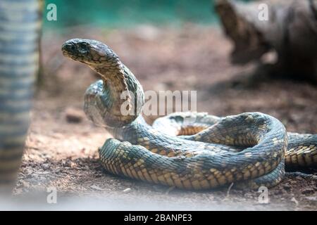 Cobra égyptienne (Naja haje) au village des Reptiles de l'Ouganda, Entebbe, Ouganda Banque D'Images