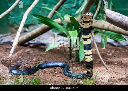 Cobra forestière (Naja melanoleuca) au village des Reptiles de l'Ouganda, Entebbe, Ouganda Banque D'Images
