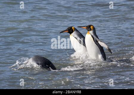 King Penguins plongée dans l'eau à Fortunia Bay Géorgie du Sud Banque D'Images