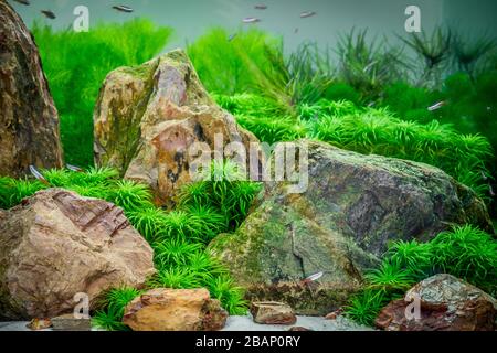 Aquarium tropical planté avec néon Banque D'Images