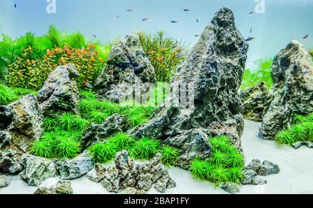 Aquarium tropical planté avec néon Banque D'Images