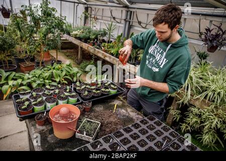 Berlin, Allemagne. 17 mars 2020. Max Wolf fait des pointes de plantes dans une serre de l'école de jardinage d'août-Heyn dans le cadre d'une année écologique volontaire. La plus ancienne école de jardinage de Berlin existe depuis 100 ans. Chaque année, elle rapproche la nature d'environ 30 000 enfants. (Pour 'les écoles de jardinage: Un morceau de nature pour les enfants de la ville') crédit: Carsten Koall/dpa/Alay Live News Banque D'Images