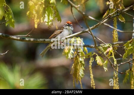 Un burinage sparrow perches dans un arbre au début du printemps en Caroline du Nord. Vue avant de la tête. Banque D'Images