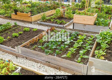 Miami Beach Florida,Victory Community Garden,terrains,culture,plantes,jardinage,FL110313002 Banque D'Images